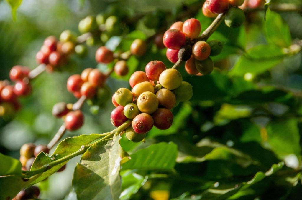 Auf der Arabica Pflanze wachsen herrliche Kaffeebohnen heran